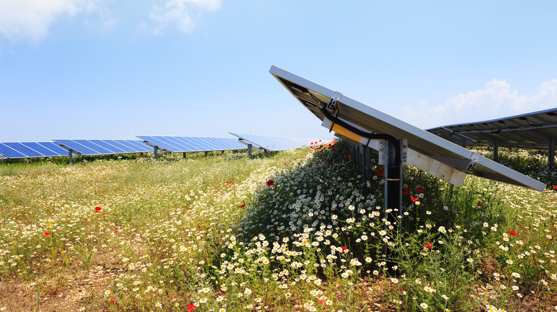 Photovoltaik-Elemente auf artenreicher Wiese mit Vogel
