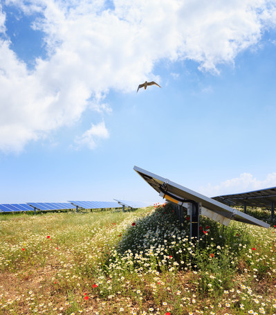 Photovoltaik-Elemente auf artenreicher Wiese mit Vogel