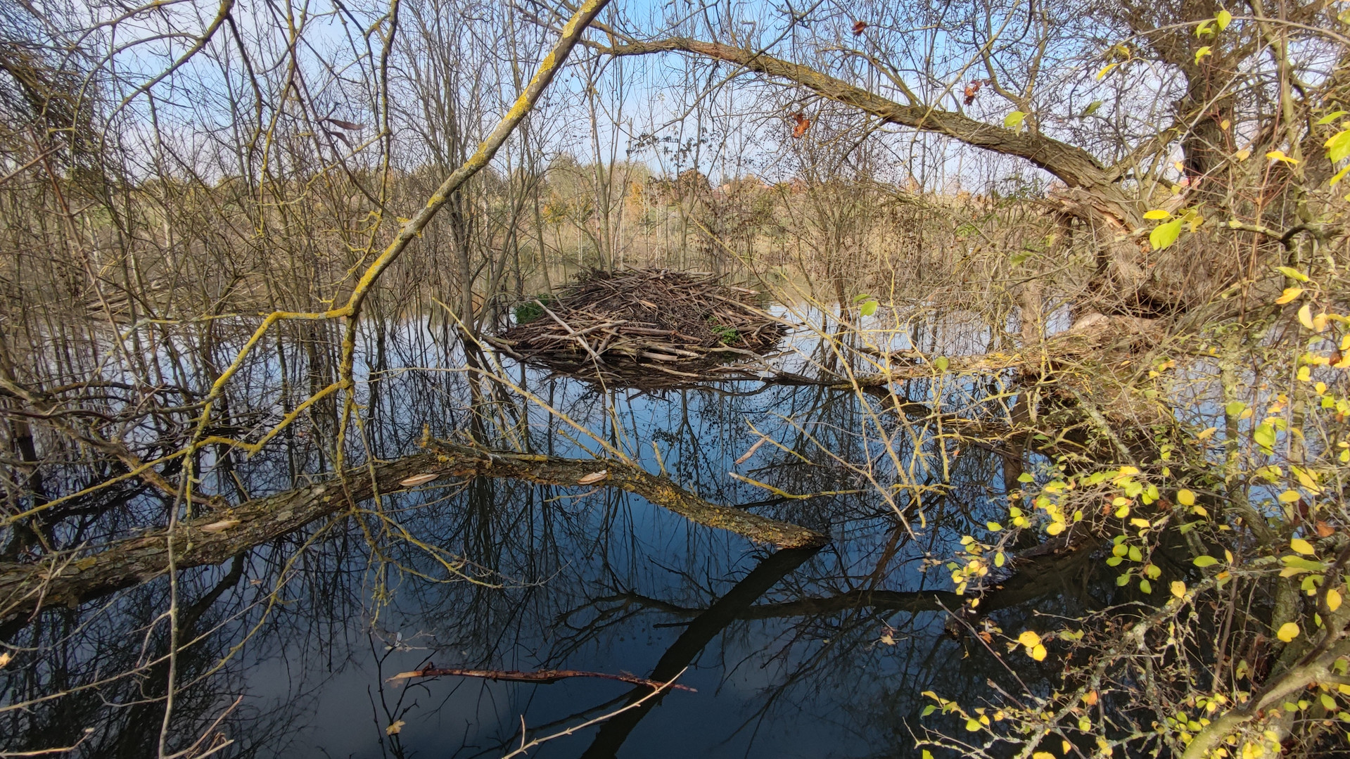 Biberteich an der Selz