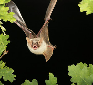 Großes Mausohr im Flug (Myotis myotis)