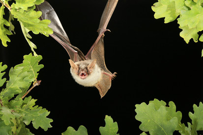 Großes Mausohr im Flug (Myotis myotis)