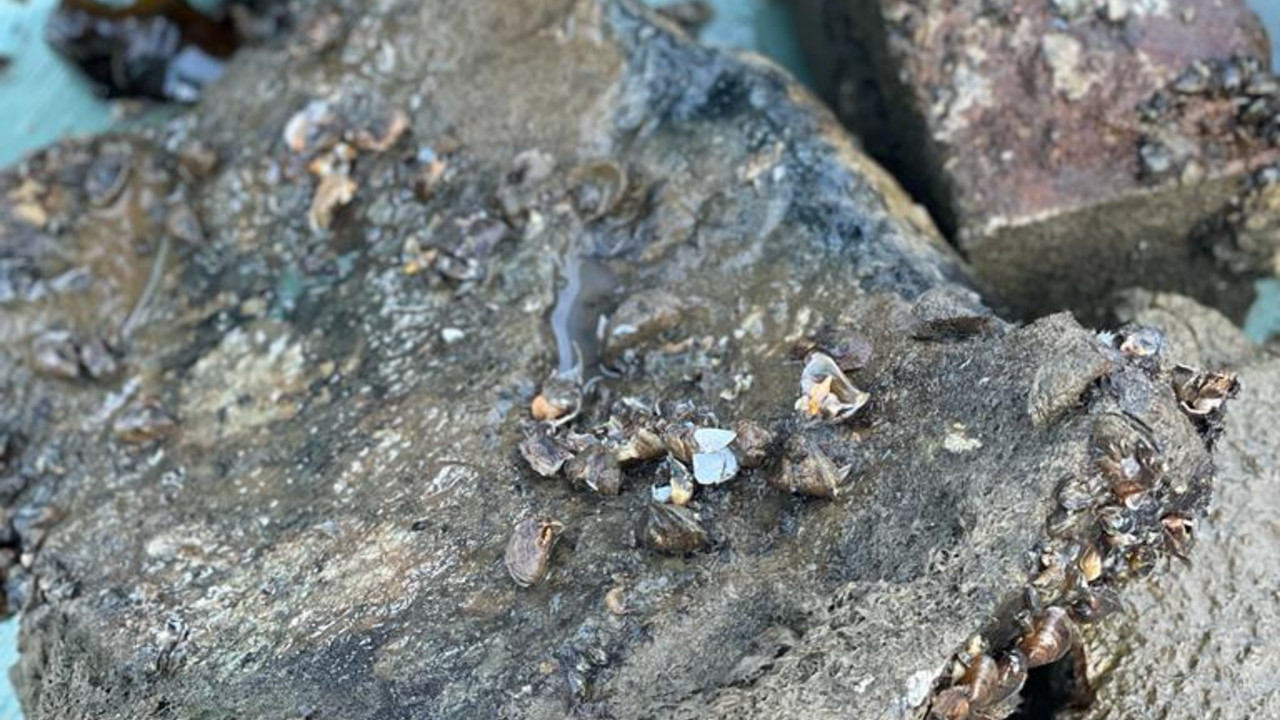 Kleine Muscheln auf grauen Steinen