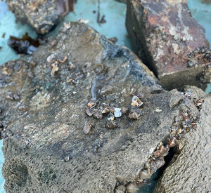Kleine Muscheln auf grauen Steinen