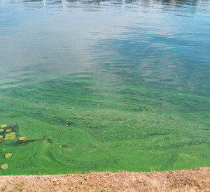 Uferbereich mit Blaualgenteppich