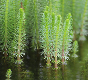 Bewuchs am Gewässerrand: Nahaufnahme des Gewöhnlichen Tannenwedels (Hippuris vulgaris)