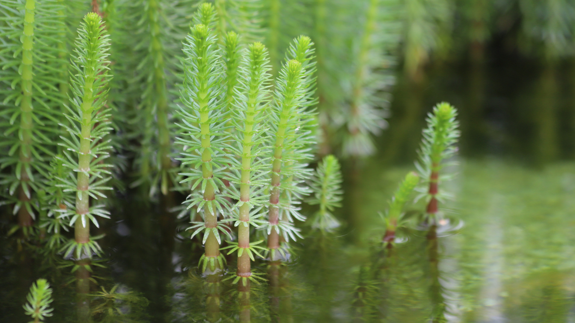 Bewuchs am Gewässerrand: Nahaufnahme des Gewöhnlichen Tannenwedels (Hippuris vulgaris)
