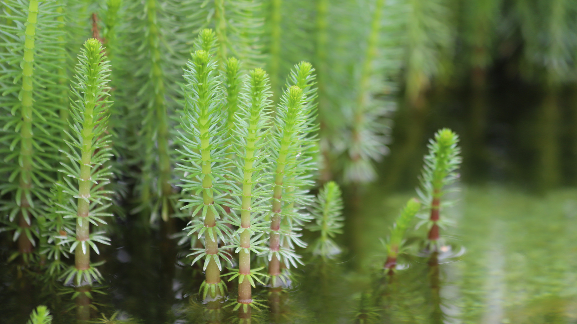 Bewuchs am Gewässerrand: Nahaufnahme des Gewöhnlichen Tannenwedels (Hippuris vulgaris)