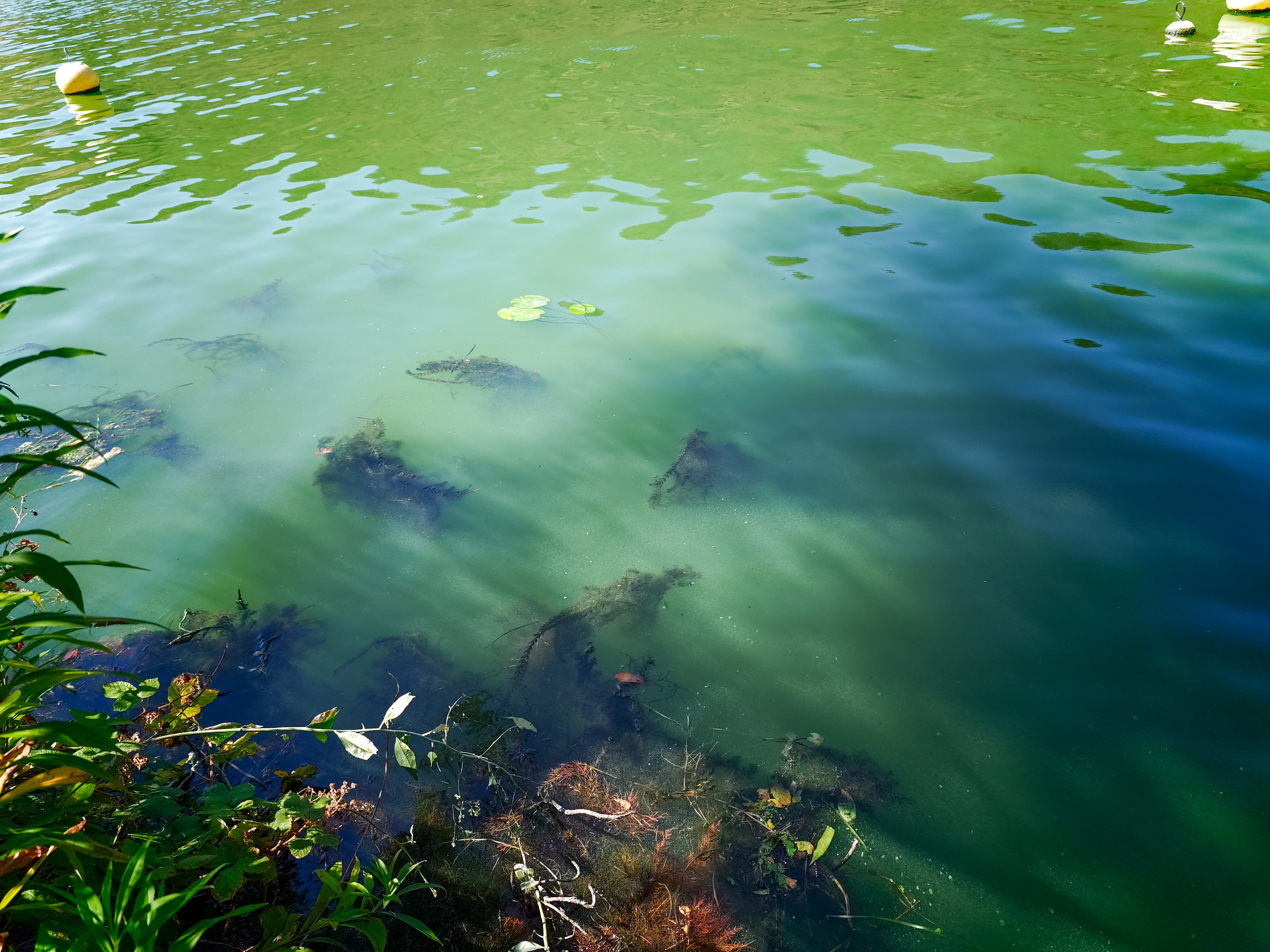 Blaualgen färben das Wasser grün.