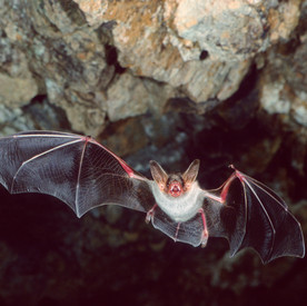 Fliegende Fledermaus in einer Höhle
