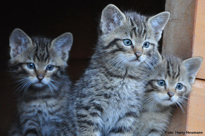 drei jung Wildkatzen (Felis silvestris)