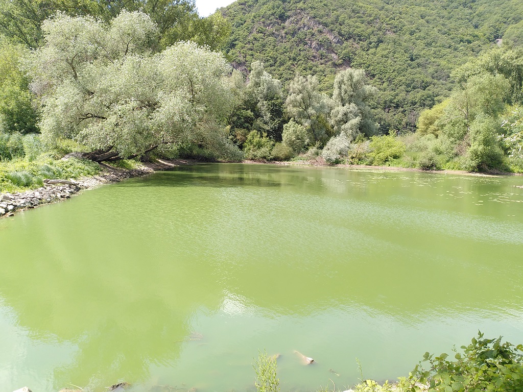 Grüne Einfärbung des Wasser