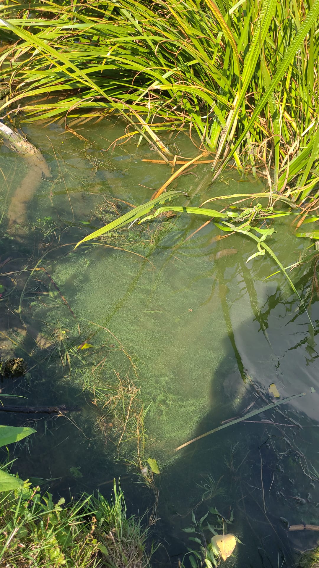 Grüne Schlieren im Wasser